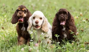 6 Reasons You Should NOT Get a Cocker Spaniel