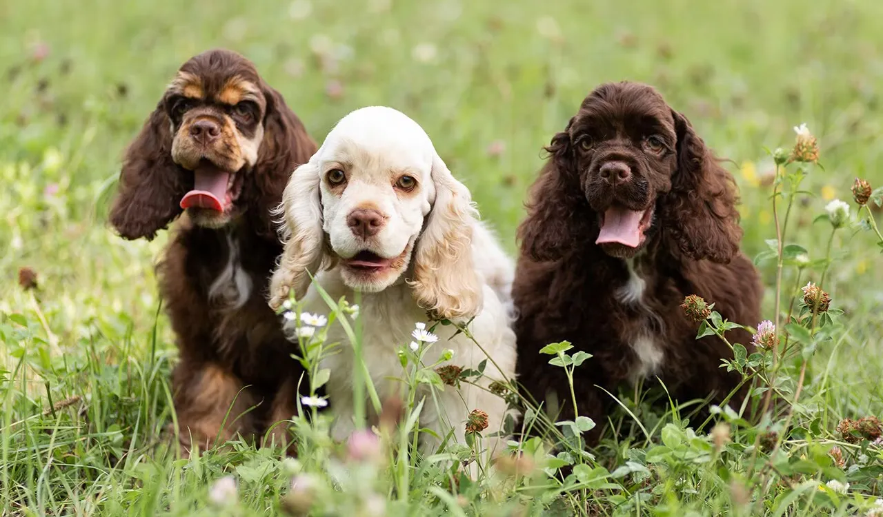 6 Reasons You Should NOT Get a Cocker Spaniel