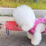 Portable Dog Water Bottle | Leakproof Pet Water Dispenser - Image 6